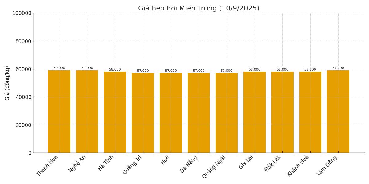 Gia heo hoi hom nay 10.9 tai mien Trung. Do hoa: Thuy Linh.