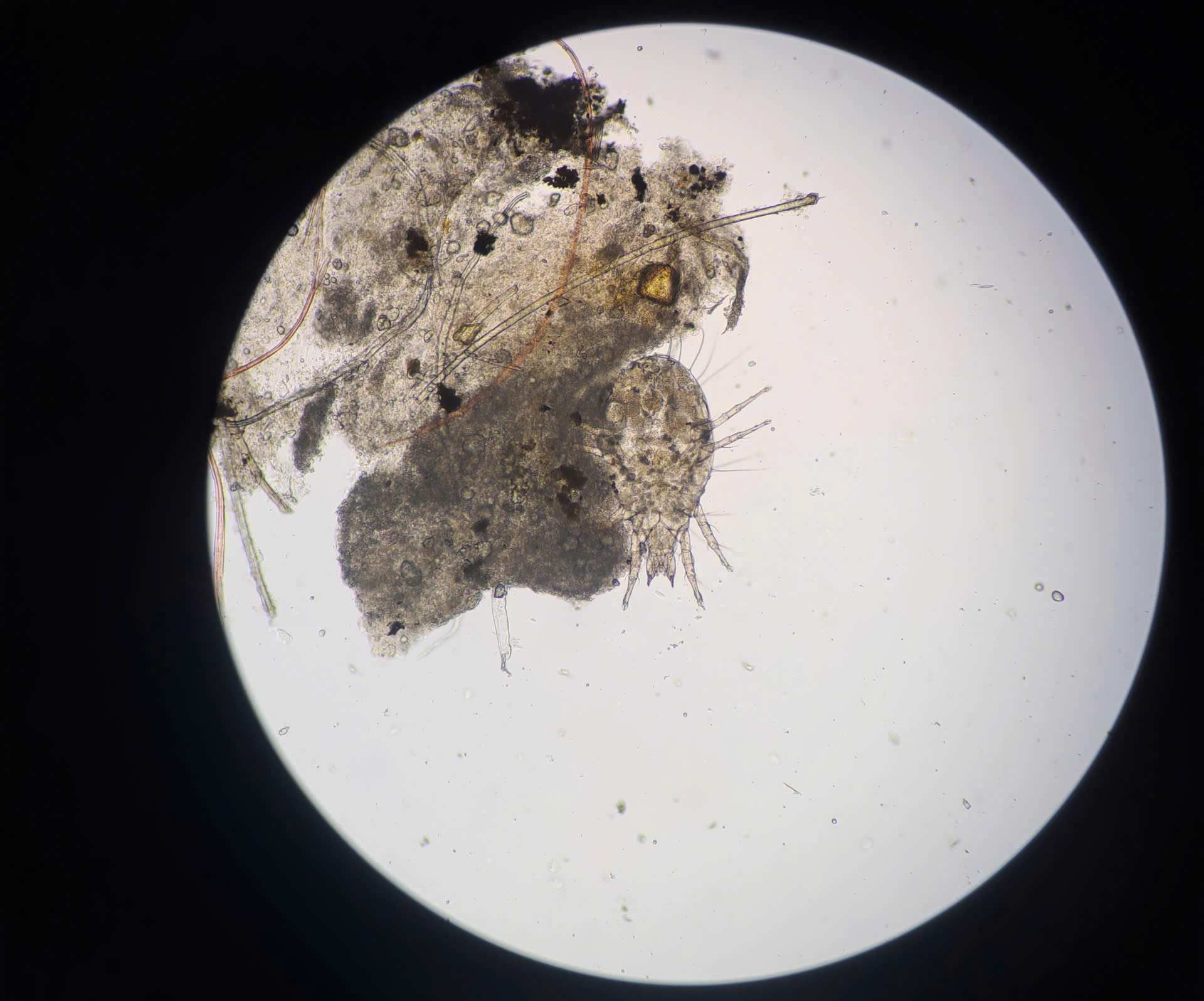 The image scrolled under the microchip is a crow in the eyelids. Photo: BVCC