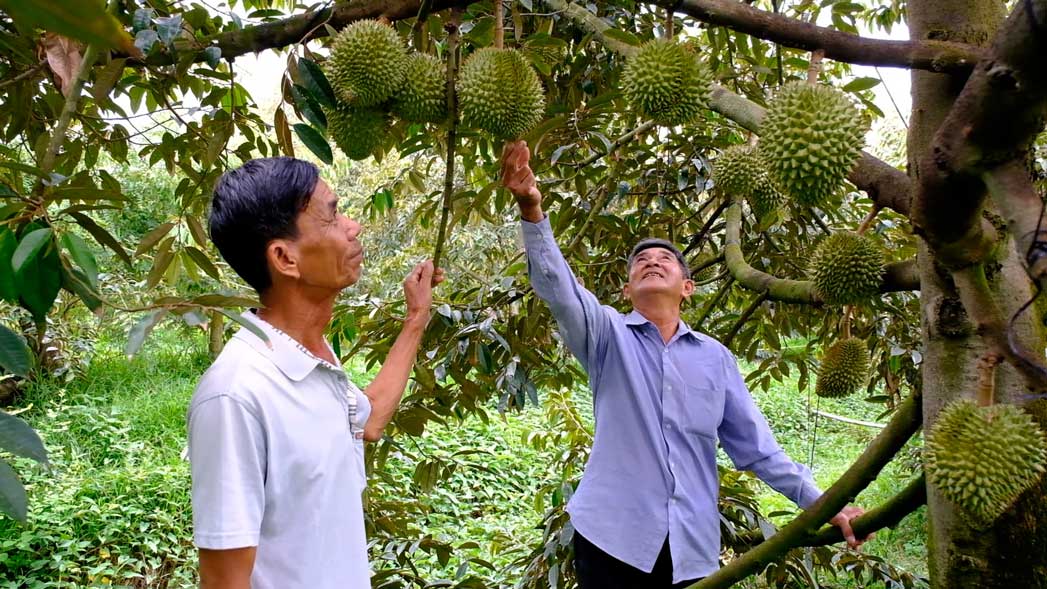 Nong dan Can Tho tham vuon sau rieng. Anh: My Ly