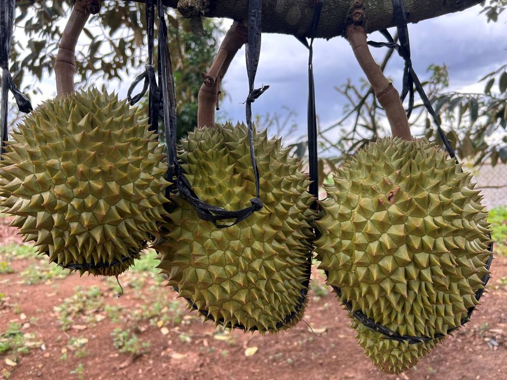 Durian in Dak Lak. Photo: Ha May