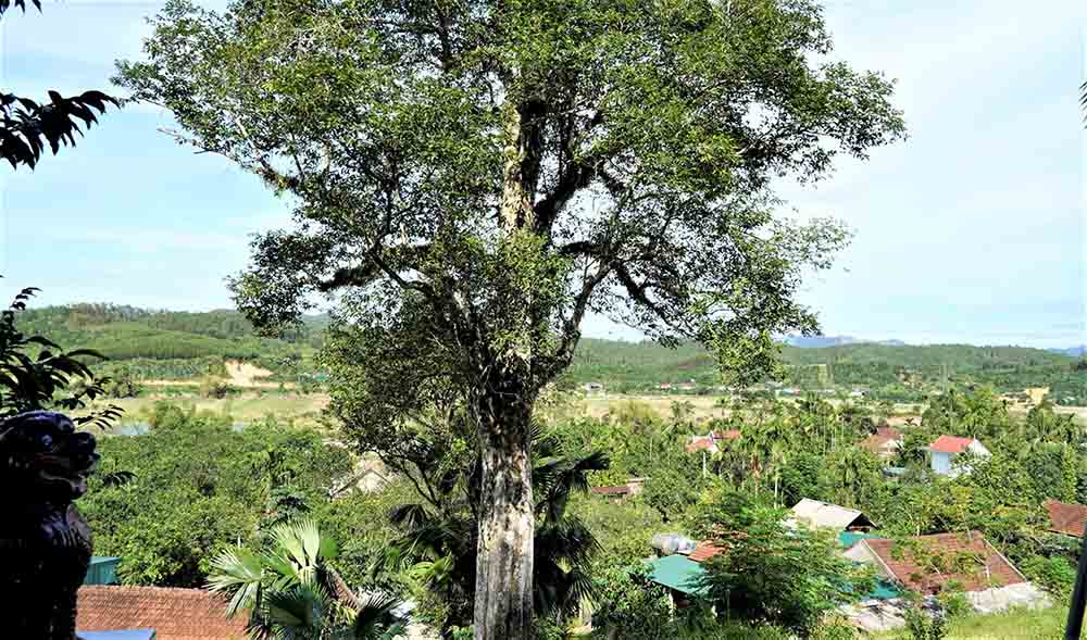 One of the two incense trees in Khoai Vac Temple is recognized as a heritage tree. Photo: Minh Xuan.