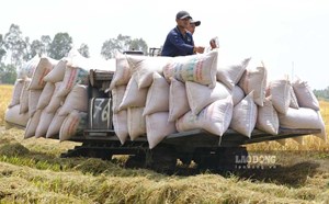 500.000 tấn gạo bị ách lại do Philippines bất ngờ dừng nhập khẩu