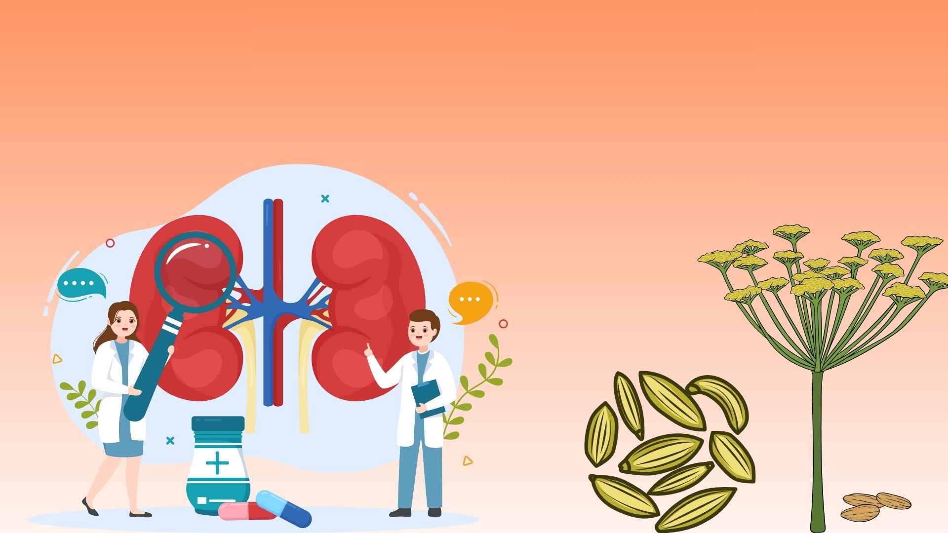 The special effect of fennel seeds is to help protect kidney health. Graphics: Minh Chau