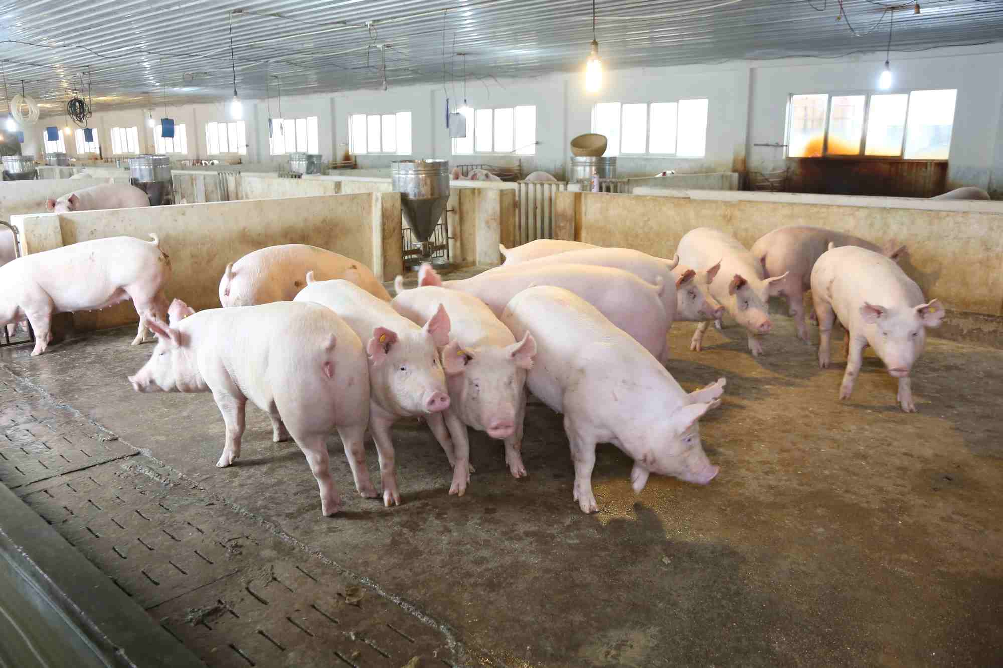 Thanks to vaccines and biosafety measures, large pig farms are not affected by African swine fever. Photo: Dabaco