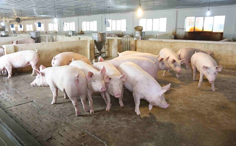 Thanks to vaccines and biosafety measures, large pig farms are not affected by African swine fever. Photo: Dabaco