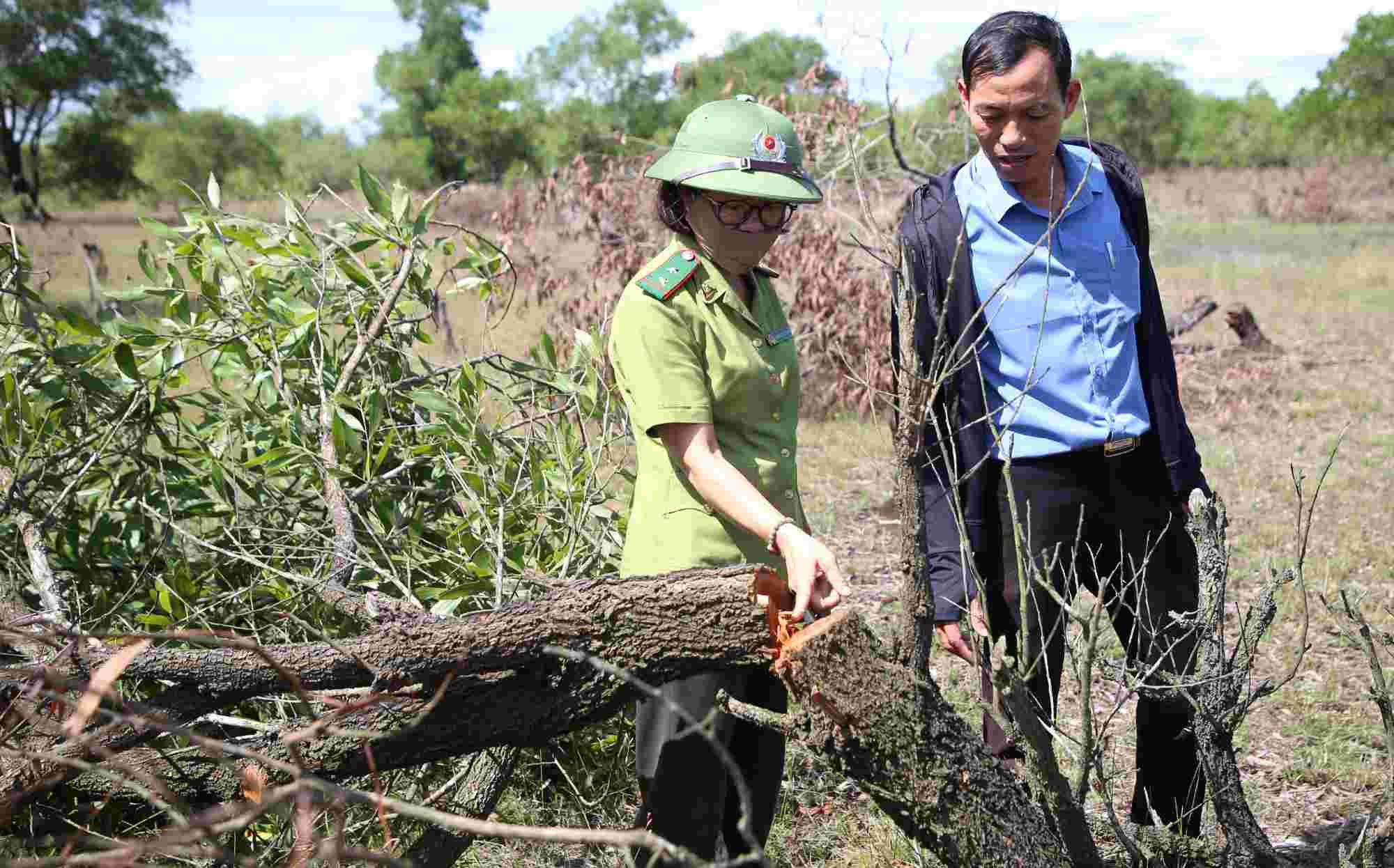 La foret de protection contre le sable volant en bord de mer de la commune de My Thuy est detruite. Photo : Hung Tho