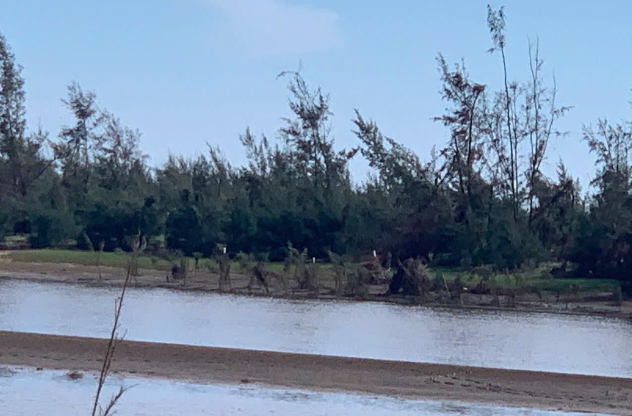 The fake white storks were placed on trees to lure and trap people to sink into the sky in Co Dam commune. Photo: Tran Tuan.