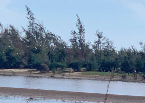 Vi tri o xa Co Dam nay (xa Cuong Gian cu) nhung nam truoc cung la dia diem danh bay chim quen thuoc. Anh: Tran Tuan.