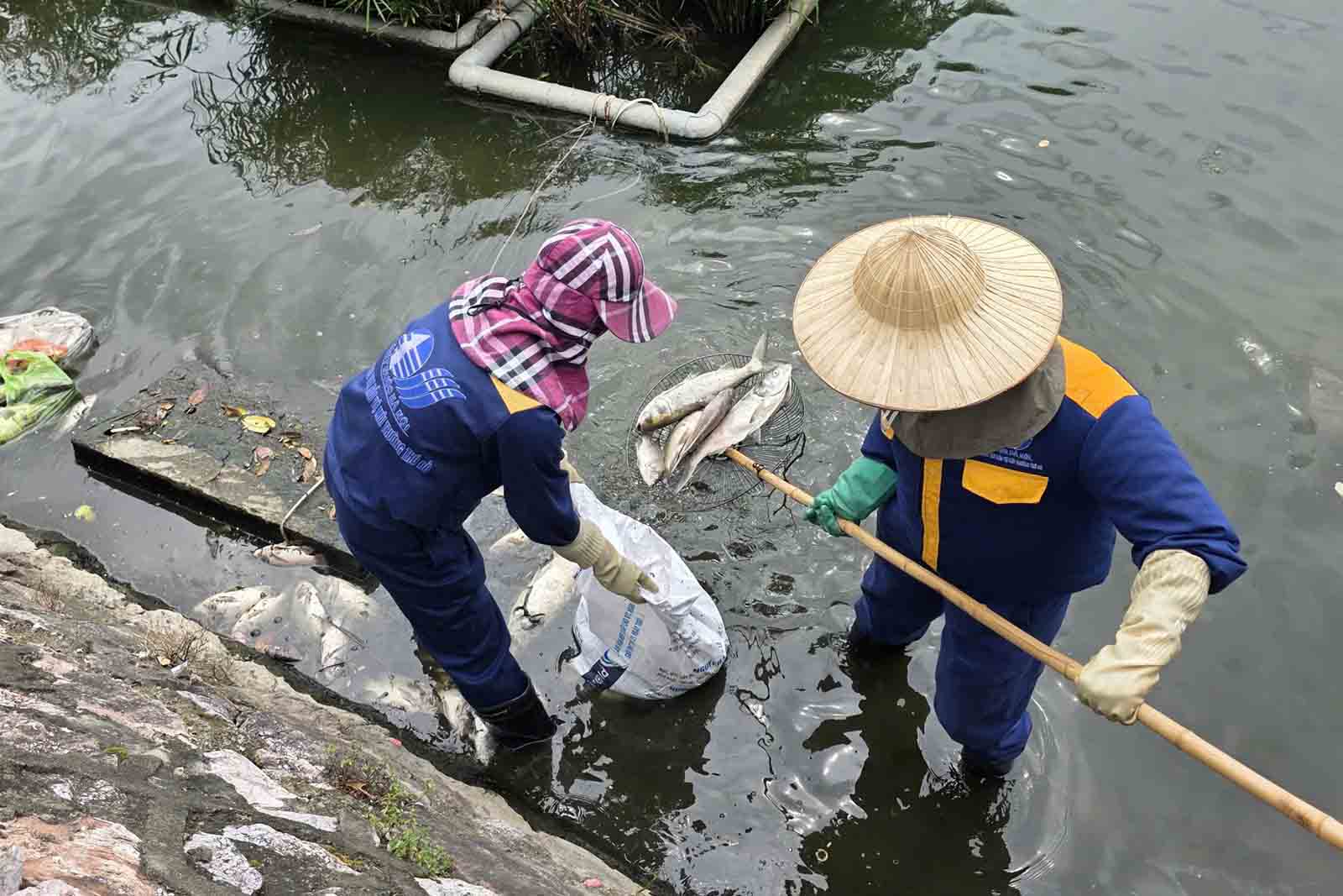 Workers collect dead fish in Truc Bach Lake (Ba Dinh Ward, Hanoi) on the morning of September 11. Photo: Thanh Thanh