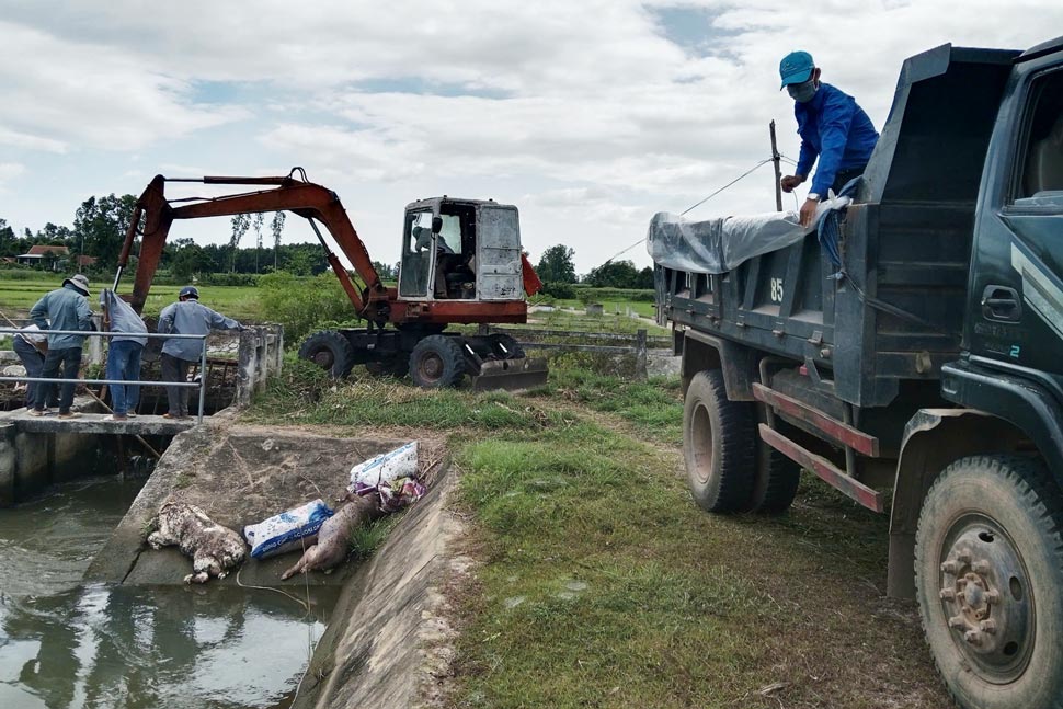Binh Hiep commune (Gia Lai) sent forces to dump dead pigs in canals and ditches to destroy them. Photo: Hoai Phuong