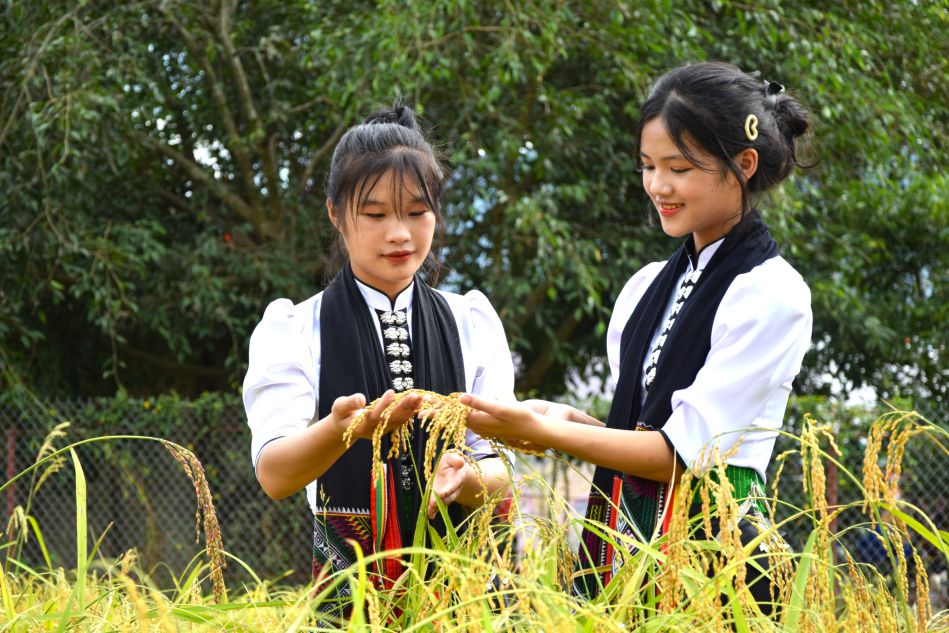 Nep tan do xa Song Ma (truoc day la xa Na Nghiu) vao mua lua chin. Anh: Truong Son 