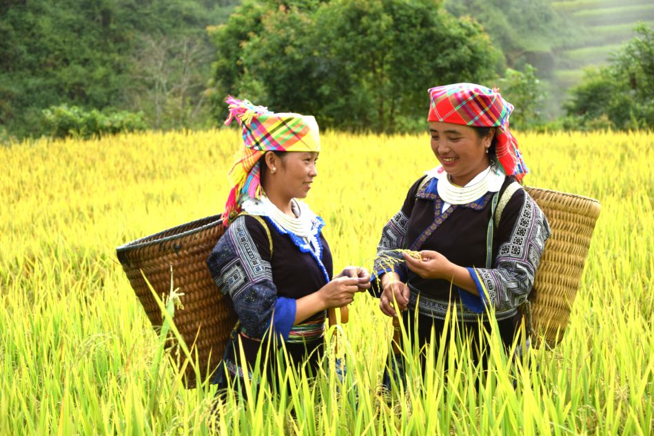 Ban Cat Linh, xa Muong La ong a sac lua chin. Anh: Truong Son