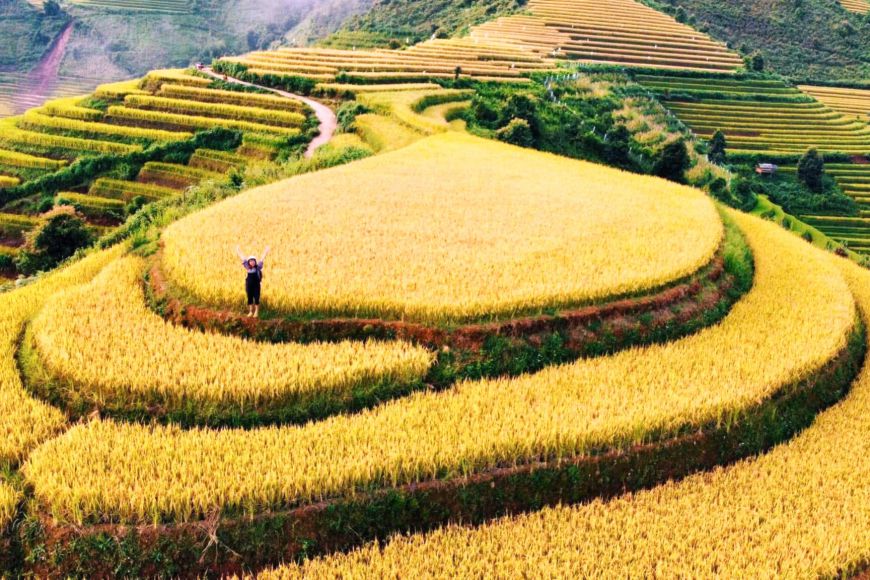 Ripe rice on high fields in Xim Vang commune, Son La. Photo: Truong Son