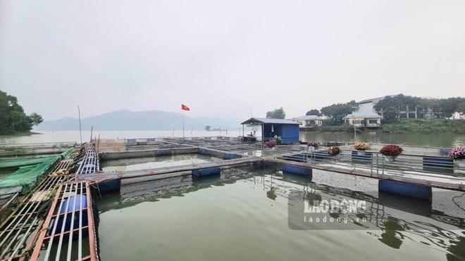 Thái Nguyên: Nuôi cá tầm thương phẩm mở hướng đi cho sinh kế bền vững vùng cao