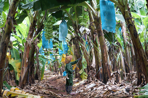 Les bananes exportees atteignent une valeur elevee dans la structure des produits agricoles dans la province de Gia Lai. Photo : Thanh Tuan