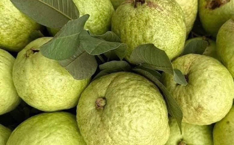 Guava is a fruit that can help you sleep well and relax. Photo: Kieu Vu