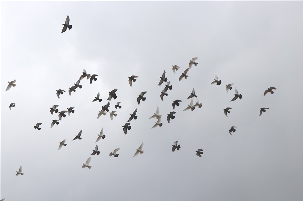 Bac Ninh province will release 99 cages of turkeys to celebrate the Provincial Party Congress. Photo: Ha Phuong