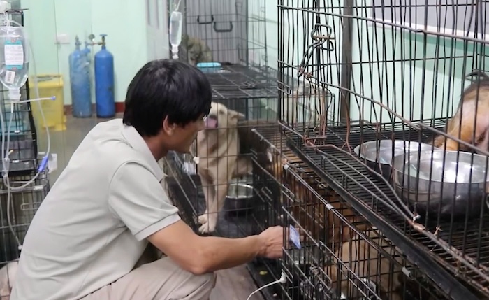 ハノイで捨てられた1 200匹以上の犬の特別救助ステーション.