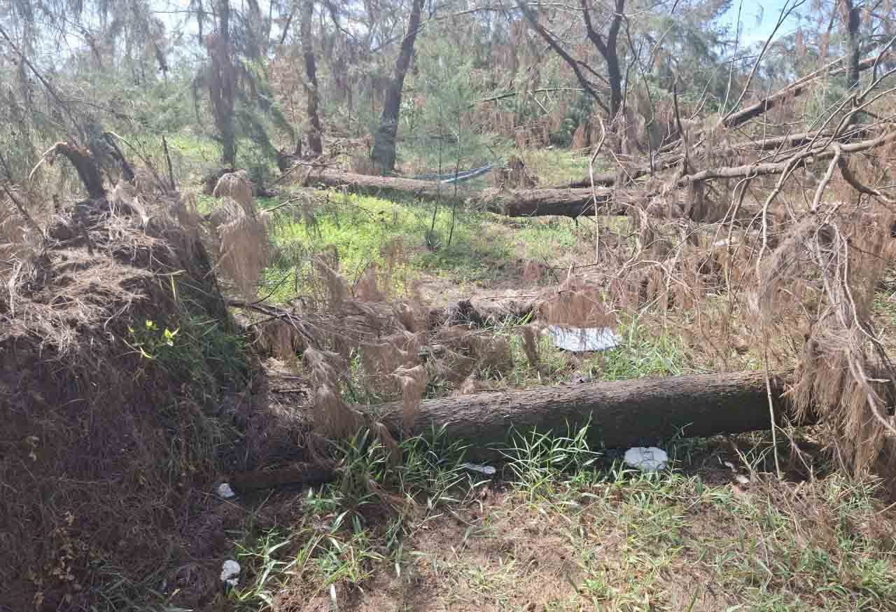 Bao quat nga nhieu cay phi lao o rung phong ho ven bien xa Co Dam, cay do kho la, canh nhanh tiem an nguy co chay rung. Anh: Tran Tuan.
