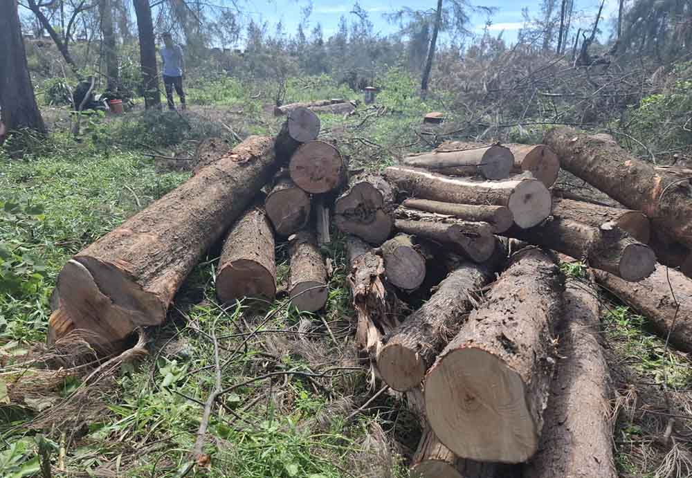 People in Co Dam commune focus on exploiting coastal protection against impster forests they plant to harvest, reduce damage and contribute to limiting the risk of forest fires. Photo: Tran Tuan.