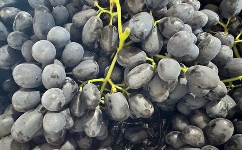 Eat fresh grapes and avoid eating too close to bedtime to relax and have a good night's sleep. Photo: Kieu Vu