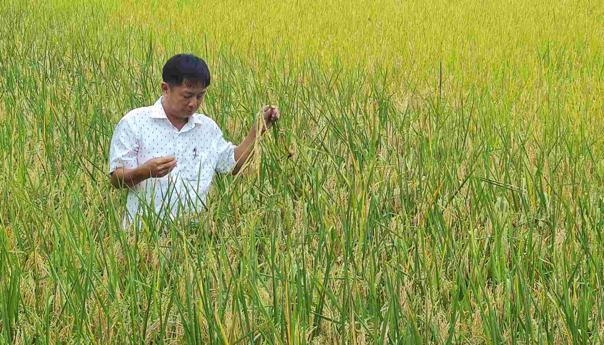 Dieu kha thu vi la lua sach tai phuong Lang Tron, tinh Ca Mau cho nang suat cao. Anh: Nhat Ho
