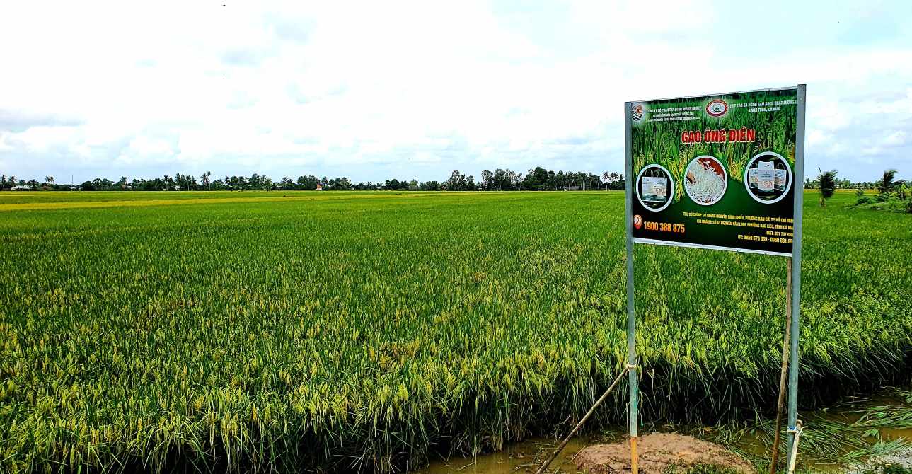 Mo hinh lua sach, tai phuong Lang Tron, tinh Ca Mau duoc doanh nghiep bao tieu voi gia 11.000 dong/kg. Anh: Nhat Ho