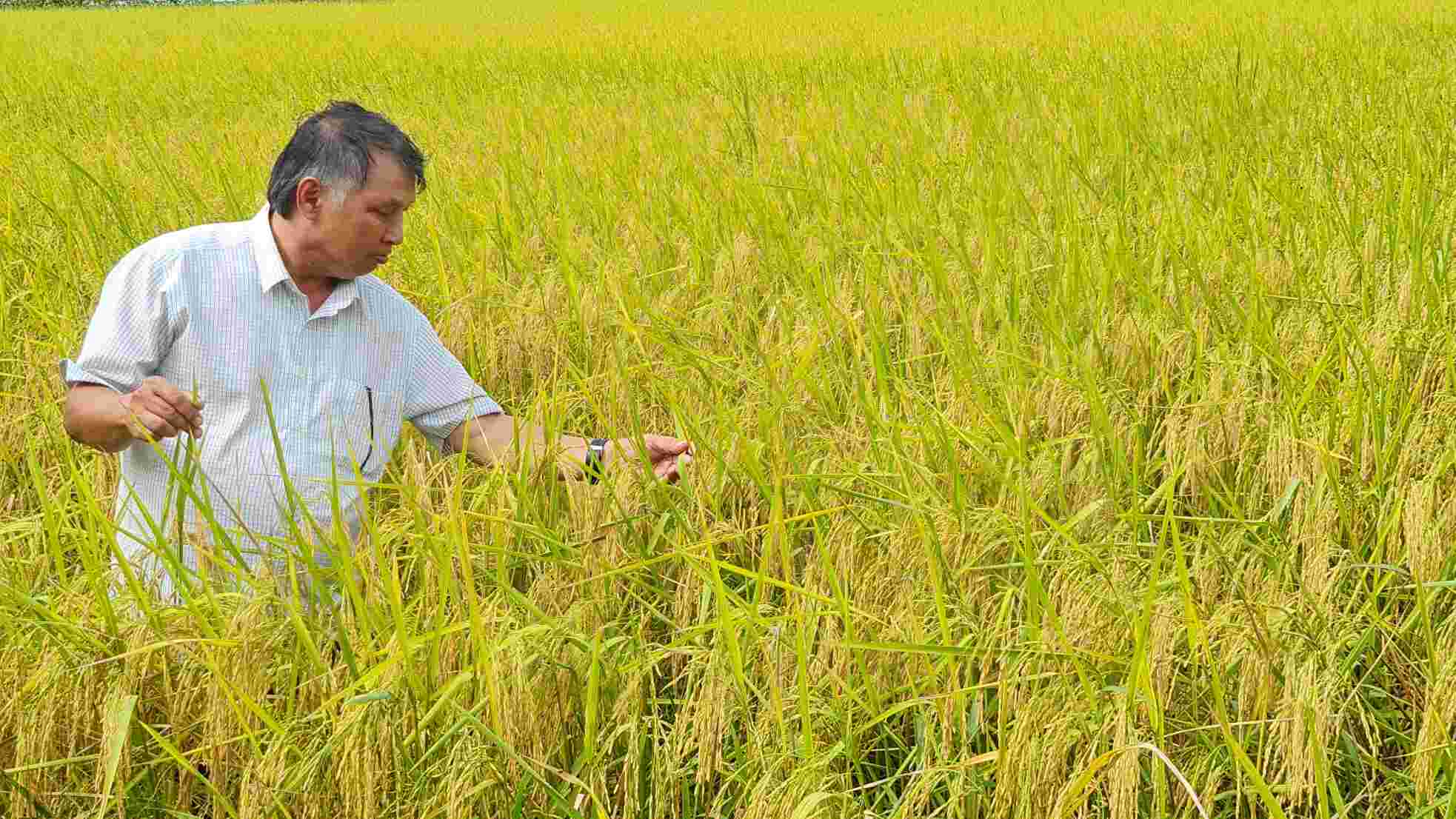 Lúa sạch, lúa hữu cơ tại phường Láng Tròn, tỉnh Cà Mau được doanh nghiệp bao tiêu 11.000 đồng/kg. Ảnh: Nhật Hồ