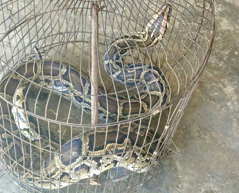 The 5kg python that Mr. Cuong caught in the field was then handed over to the authorities to release to Vu Quang National Park. Photo: Ky Anh Police.