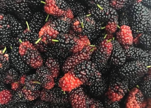 Not many people know that mulberries are a natural, healthy source of calcium supplements. Photo: Kieu Vu