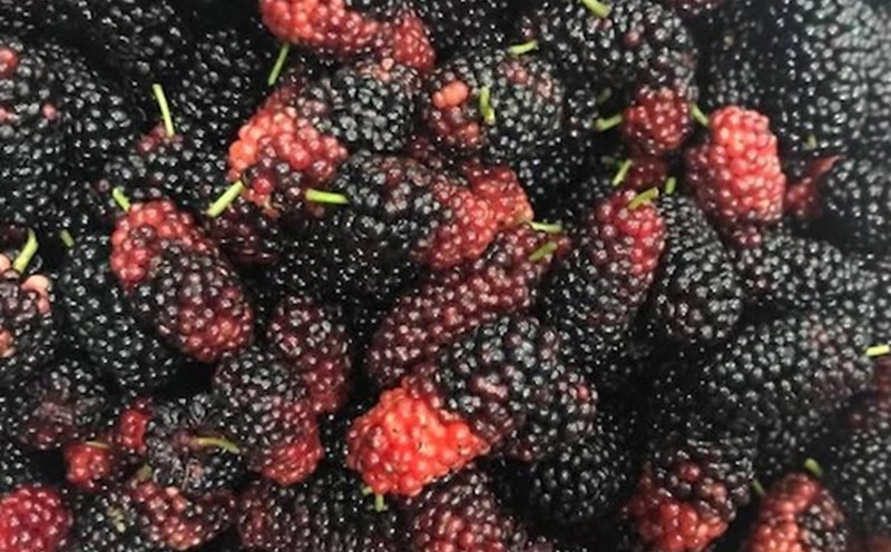 Not many people know that mulberries are a natural, healthy source of calcium supplements. Photo: Kieu Vu