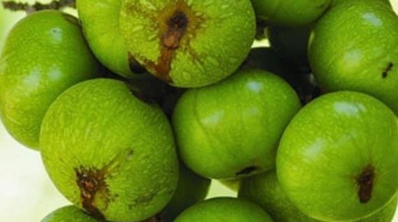 Figs are one of the fruits that can supplement calcium well for the body. Photo: Kieu Vu