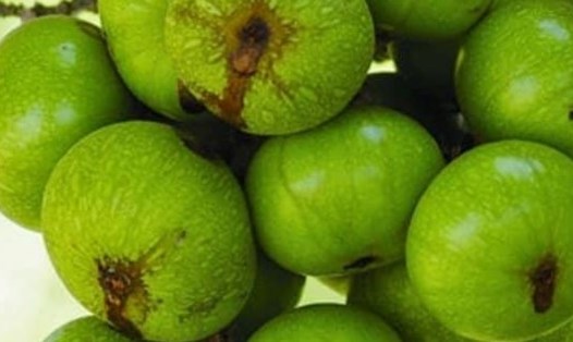 Sung là một trong những trái cây có thể bổ sung canxi tốt cho cơ thể. Ảnh: Kiều Vũ