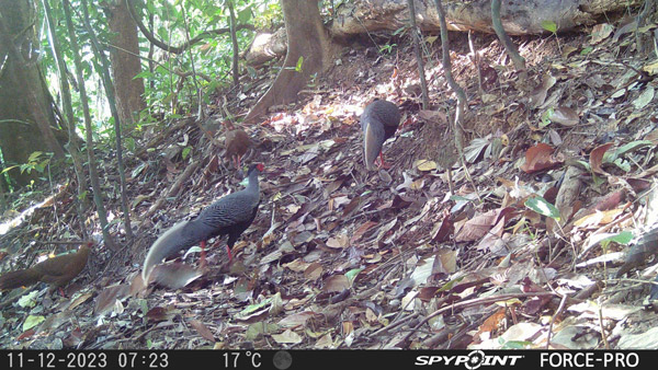 Dong vat trong rung o Chu Mom Ray. Anh: Thanh Tuan 