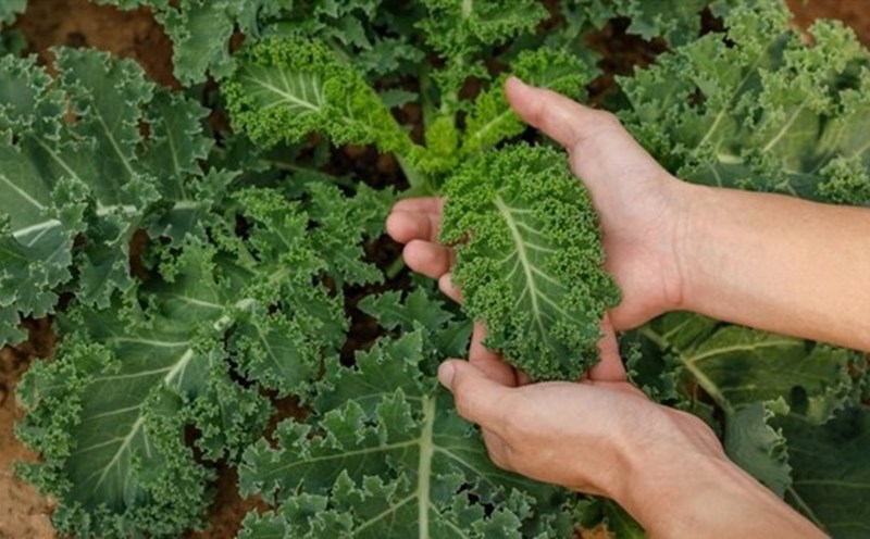 Kale has many nutrients that help detoxify the liver and kidneys. Photo: Xinhua.
