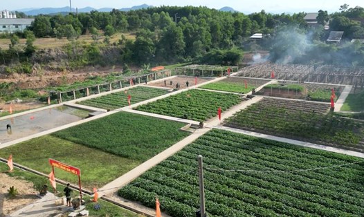Bất ngờ trước mô hình sản xuất, chăn nuôi quy mô của Trung đoàn 6 trên vùng đất cằn cỗi. Ảnh: Quang Đạo