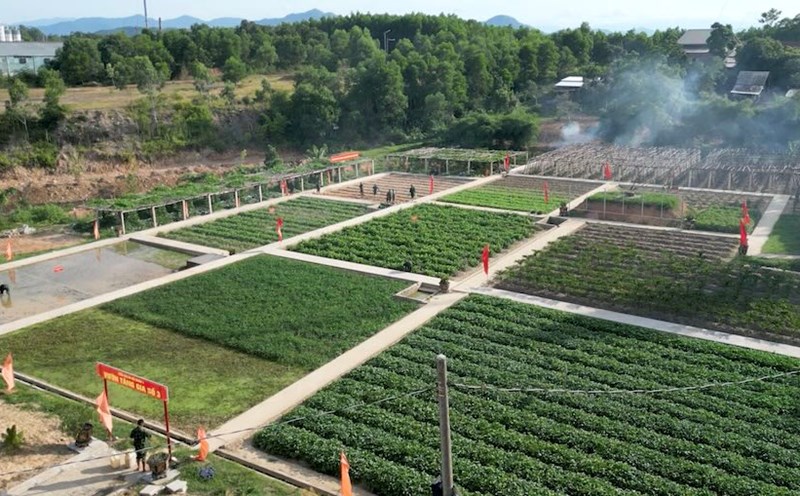Sorprendido por el modelo de produccion y cria a gran escala del Regimiento 6 en una tierra arida. Foto: Quang Dao