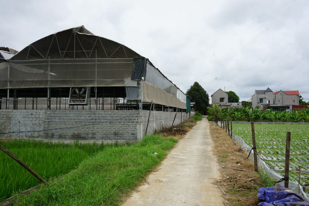 Khu vuc trang trai voi nhieu day nha, nuoi nhot bo quy mo lon. Anh: Quach Du