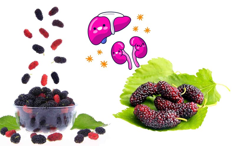 Supplementing mulberries will be good for the liver and kidneys. Graphics: Ha May