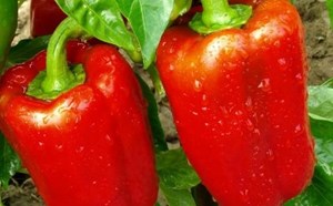 Eating bell peppers properly will help the body produce collagen naturally. Photo: Kieu Vu