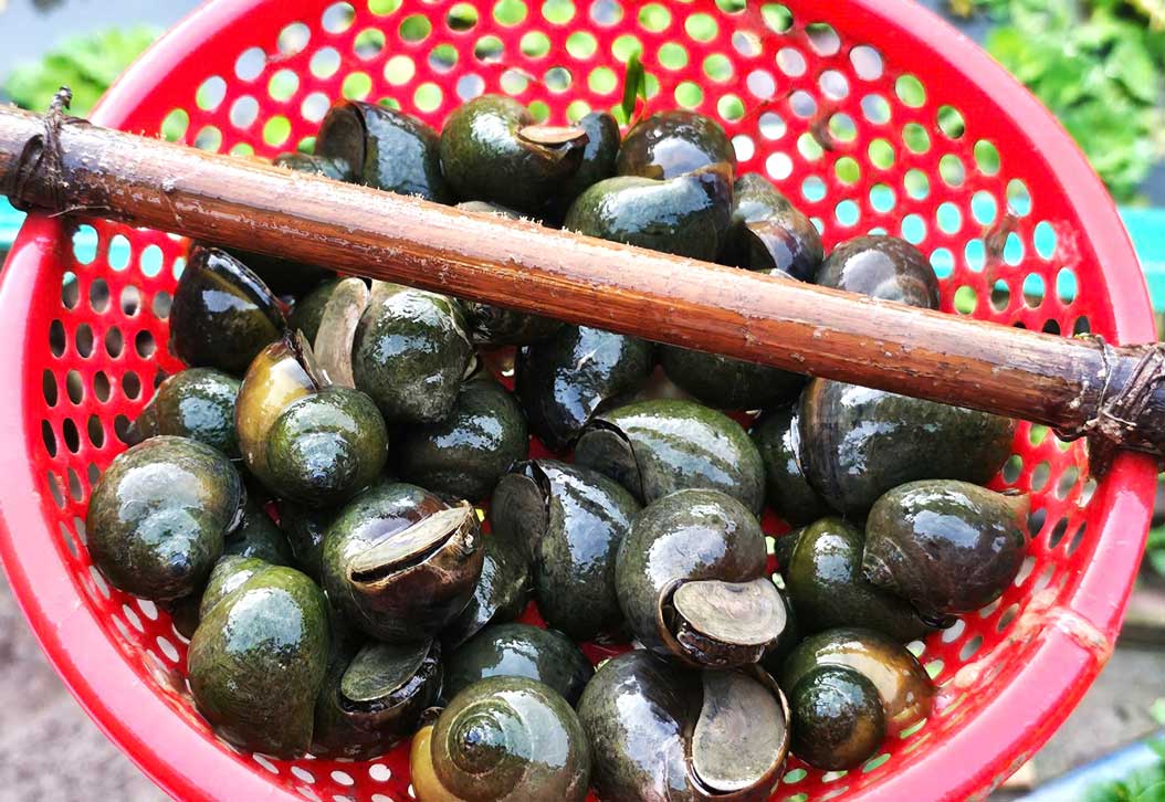 De nuoi va gia ban cao, viec nuoi oc trong veo mang lai thu nhap kha cho nhieu nong dan. Anh: My Ly