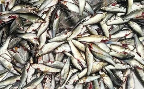 Linh fish eats the bones, which is a good source of calcium for the body. Photo: Thu Thuy