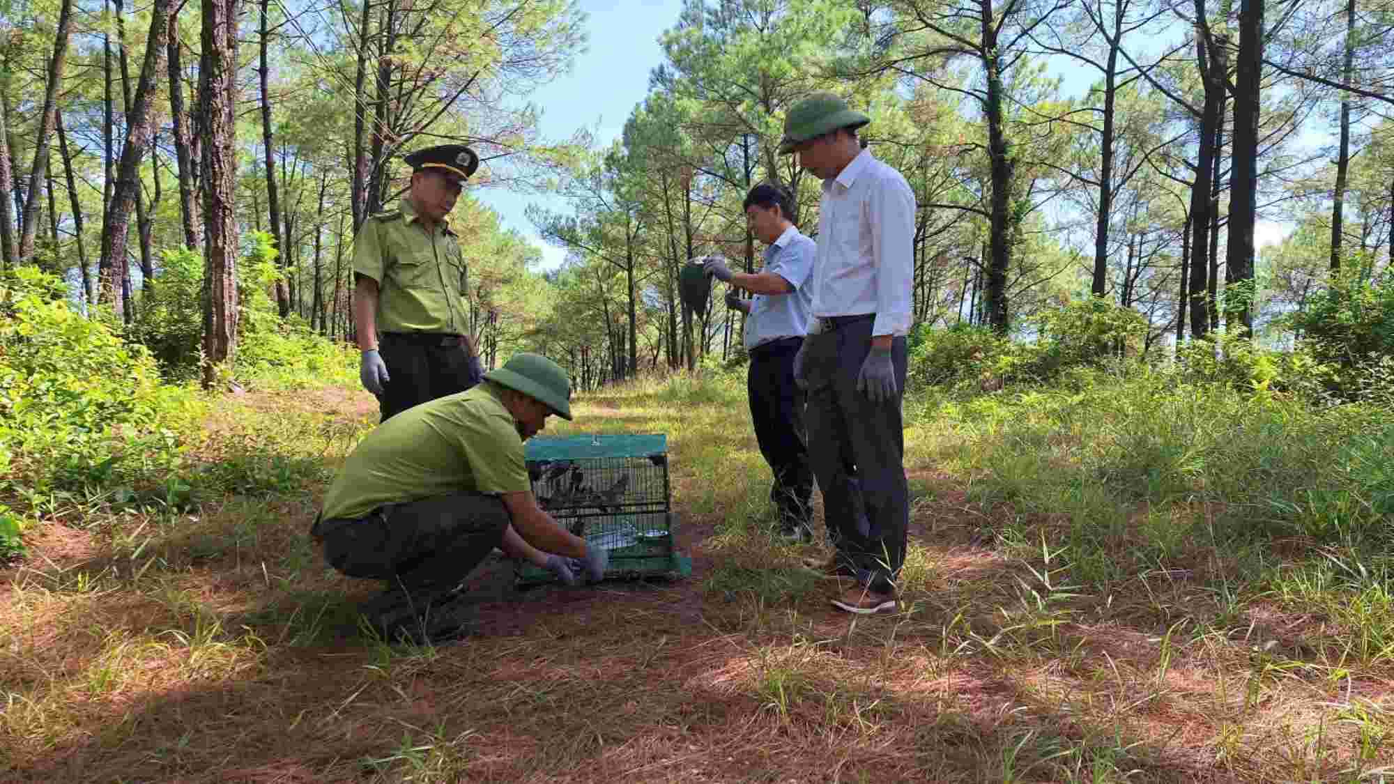 The rangers released the wild birds back into the natural environment. Photo: Ngoc Tuan