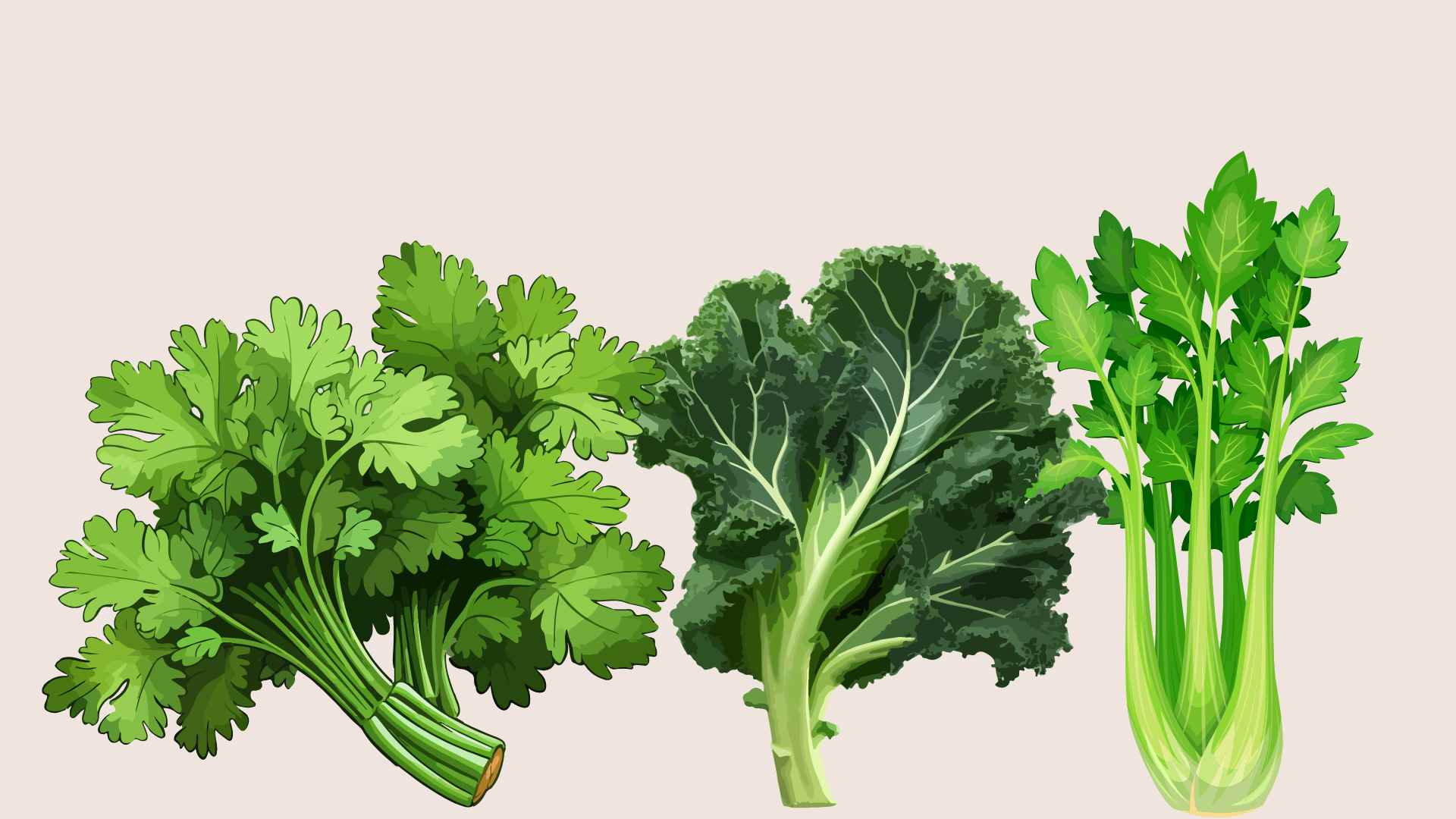 3 types of vegetables that help detoxify the kidneys effectively. Graphic photo: Hoang Loc