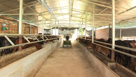 Một mô hình nuôi bò ở Lai Châu. Ảnh: Đơn vị MCV.