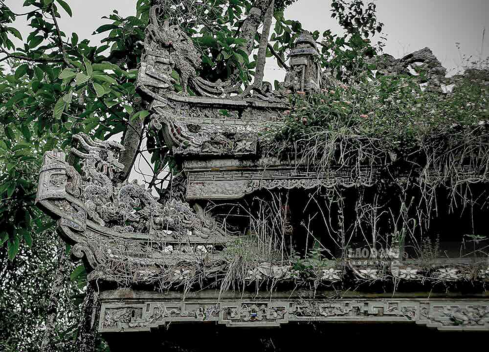 Reu phong phu kin, co dai moc um tum, nhieu khu vuc tro thanh bai tha trau bo, xam hai canh quan nghiem trong.