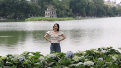 Hanoi youth are excited about the beautiful hydrangea garden like a fairy tale along Hoan Kiem Lake.