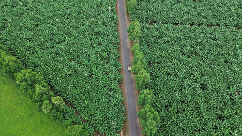 첨단 농업 투자는 효율적인 관개 용수원 근처에 넓은 토지 기금이 필요합니다. 사진: Thanh Tuan