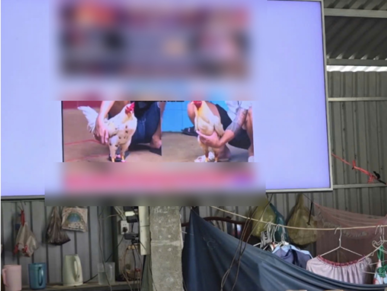 Long Binh 면 공안(Dong Thap 성)이 온라인으로 닭싸움을 하는 증거물을 발견했습니다. 사진: Dong Thap 성 공안