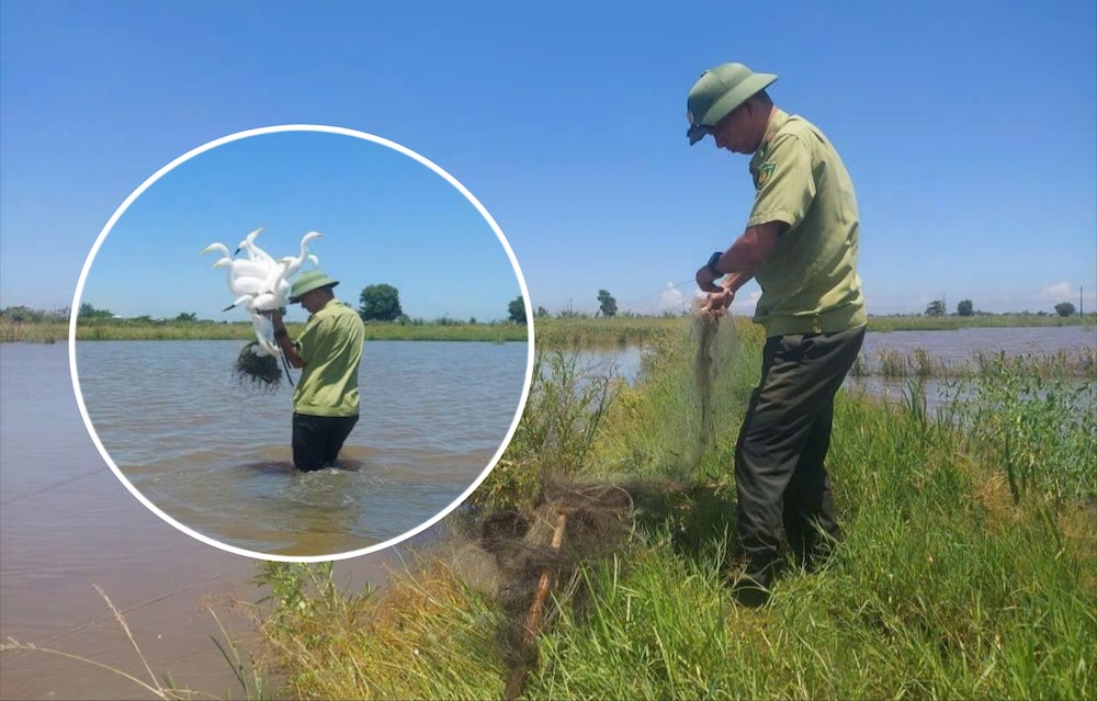 Seized thousands of wild bird traps, punished many cases. Photo: Hue Forest Protection